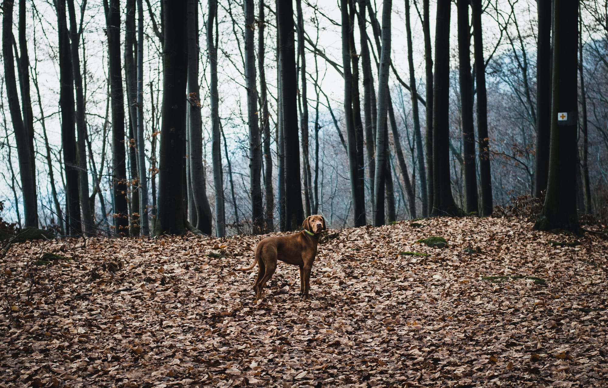 Dog in Woods