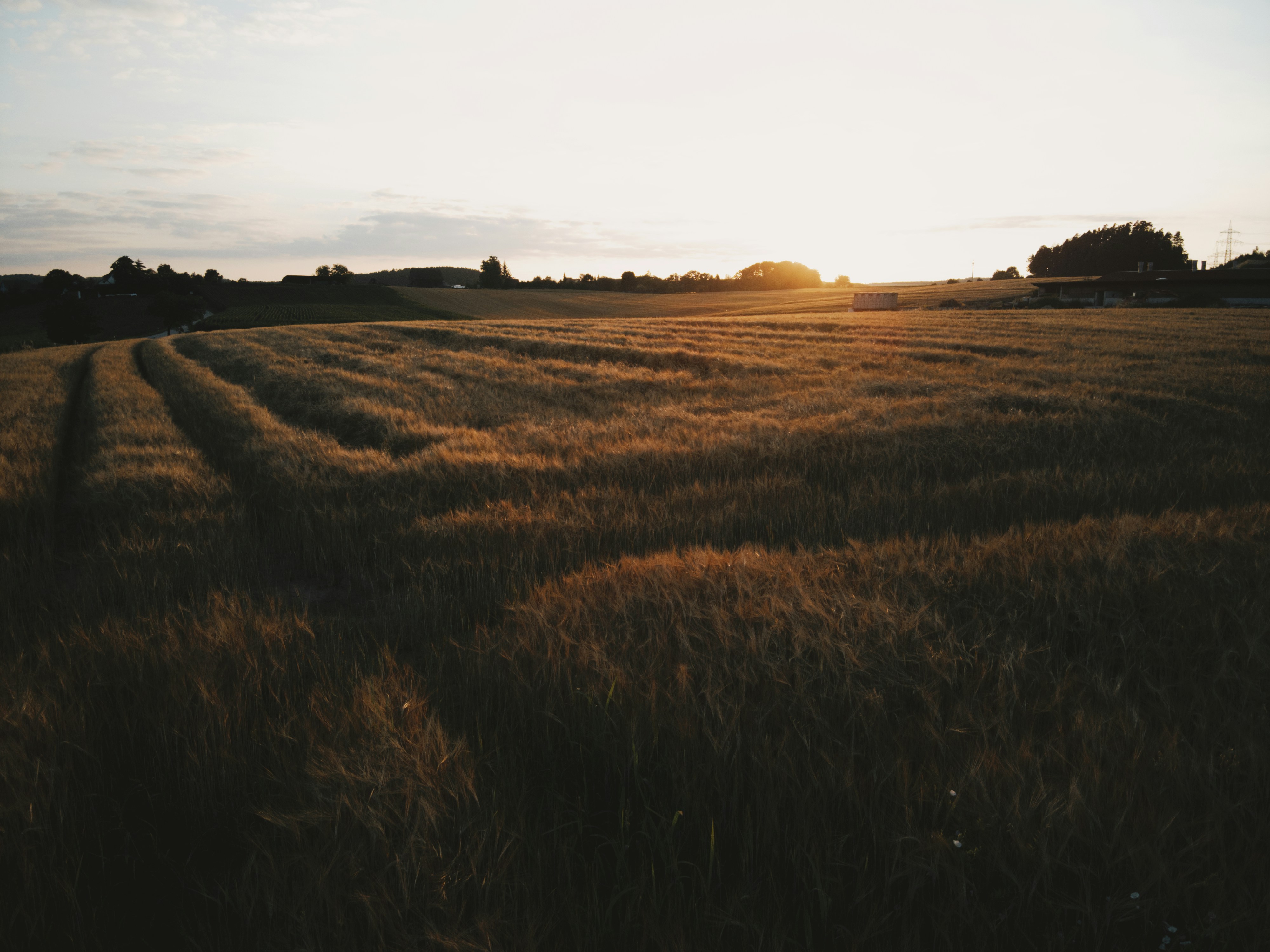 Corn Field