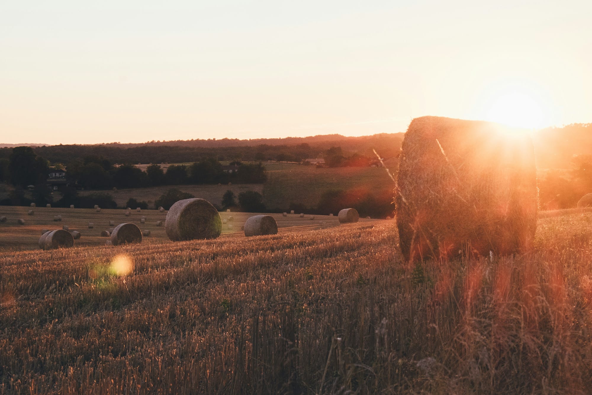 Field with Hay